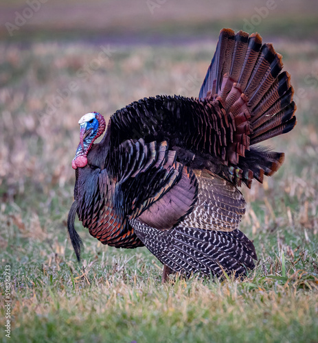 Close up of male turkey, facing left in meadow.