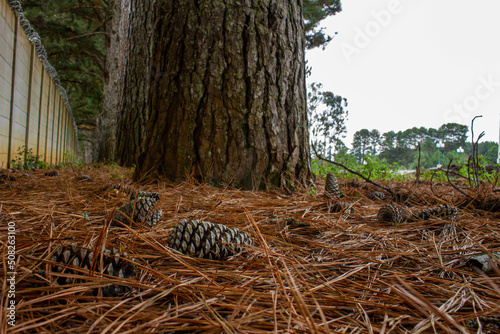 black pine pinecone on the ground with dry pine leaves