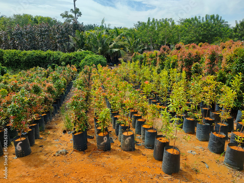 MUAR, MALAYSIA -MAY 4, 2022: Tropical plants are grown in a plant nursery. The large size of the nursery can accommodate a large number of plants. Sorted by species and grade. photo