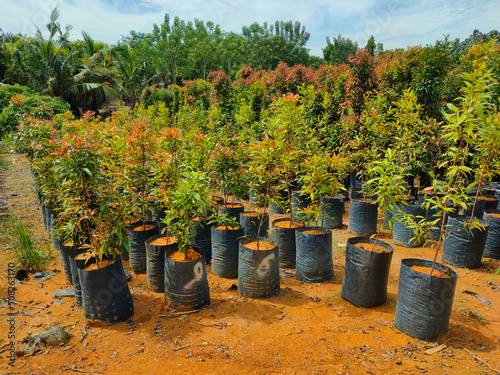 MUAR, MALAYSIA -MAY 4, 2022: Tropical plants are grown in a plant nursery. The large size of the nursery can accommodate a large number of plants. Sorted by species and grade. photo