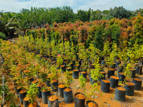 MUAR, MALAYSIA -MAY 4, 2022: Tropical plants are grown in a plant nursery. The large size of the nursery can accommodate a large number of plants. Sorted by species and grade. photo