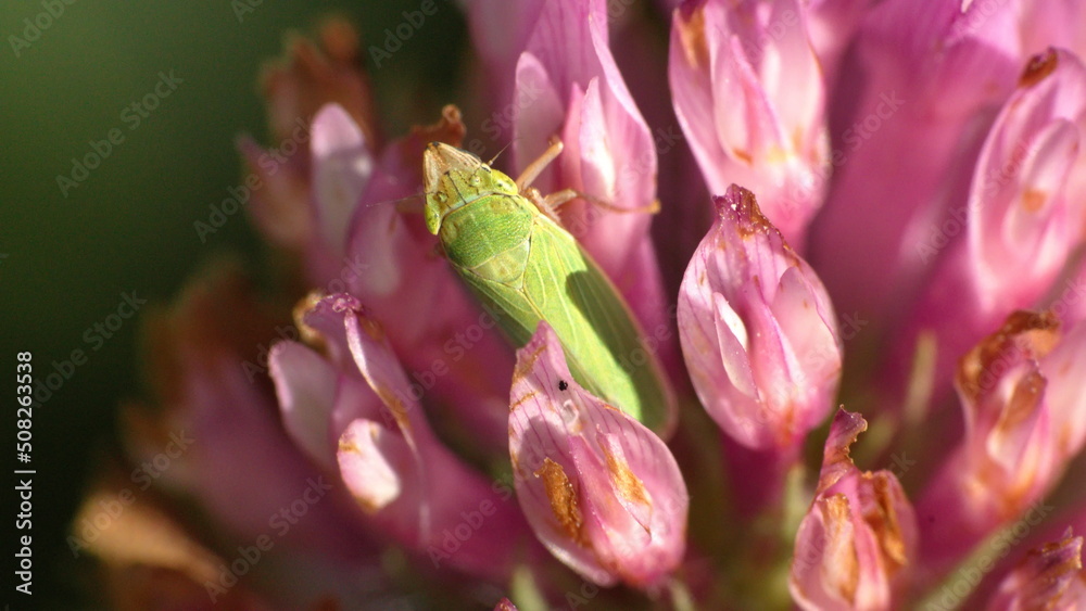 Green leafhopper on a pink clover flower in a field in Cotacachi, Ecuador Green leafhopper on a pink clover flower in a field in Cotacachi, Ecuador