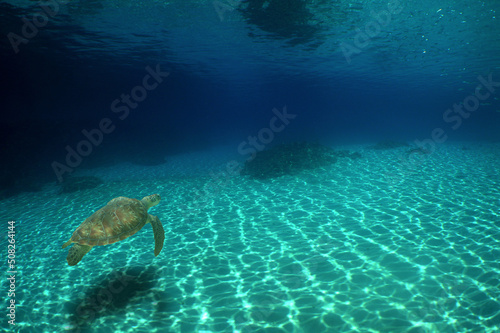 diving and snorkeling in a coral reef in the Caribbean Sea   turtles