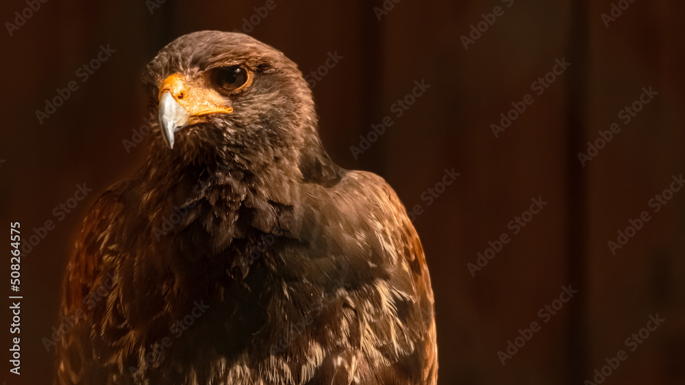 Fototapeta premium Parabuteo unicinctus, Harris's hawk, on a sunny summer day