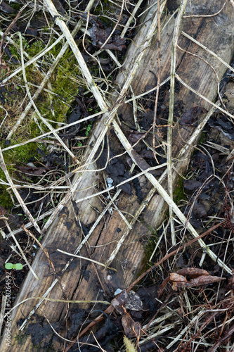 Old boards, overgrown with moss and dry grass, background location ruined wooden house. High quality photo