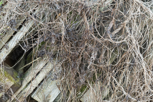 Old boards, overgrown with moss and dry grass, background location ruined wooden house. High quality photo