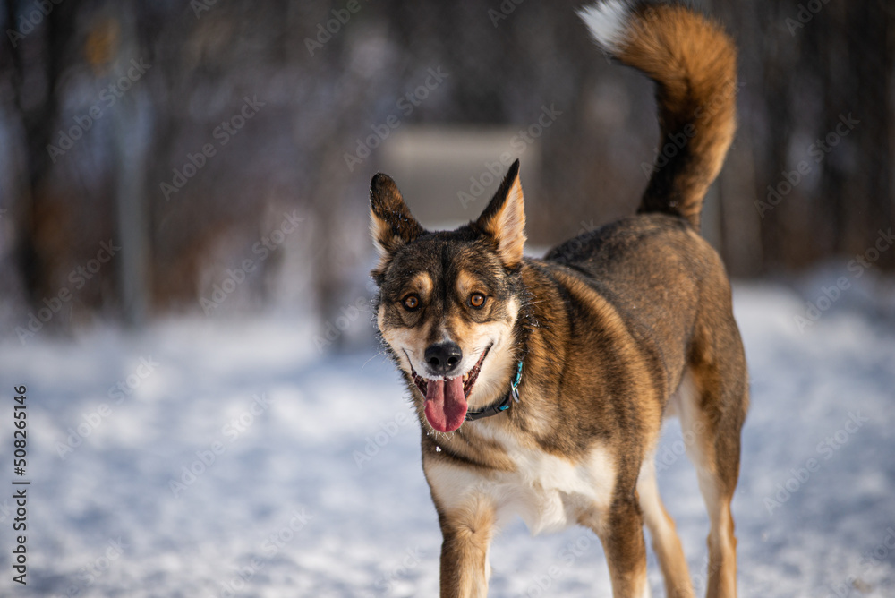 Fototapeta premium Beautiful husky germain shepherd mix dog playing outside