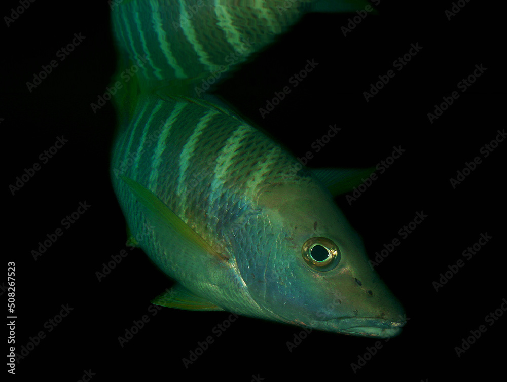 fish , coral reef , caribbean sea
fish , coral reef , caribbean sea