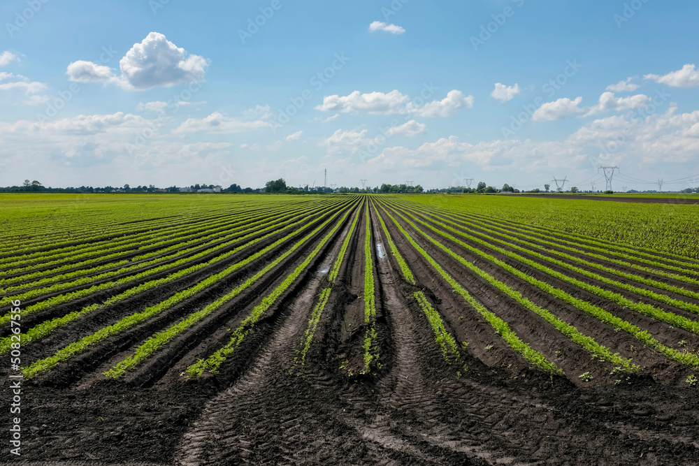 Agricultural cultivation of sugar beet nearby Warsaw 