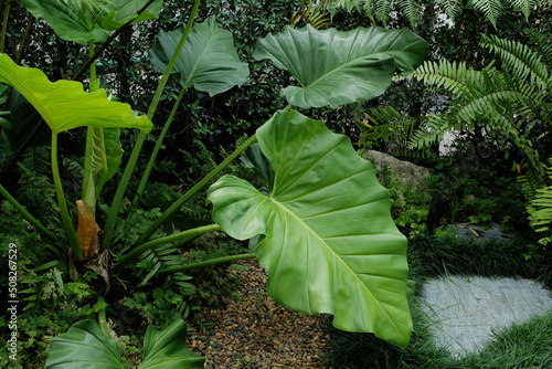 Tropical green leaves Philodendron Heartleaf plant isolated in garden background photo