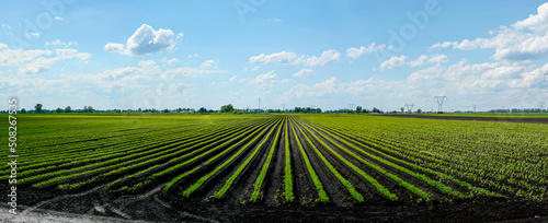 Agricultural cultivation of sugar beet