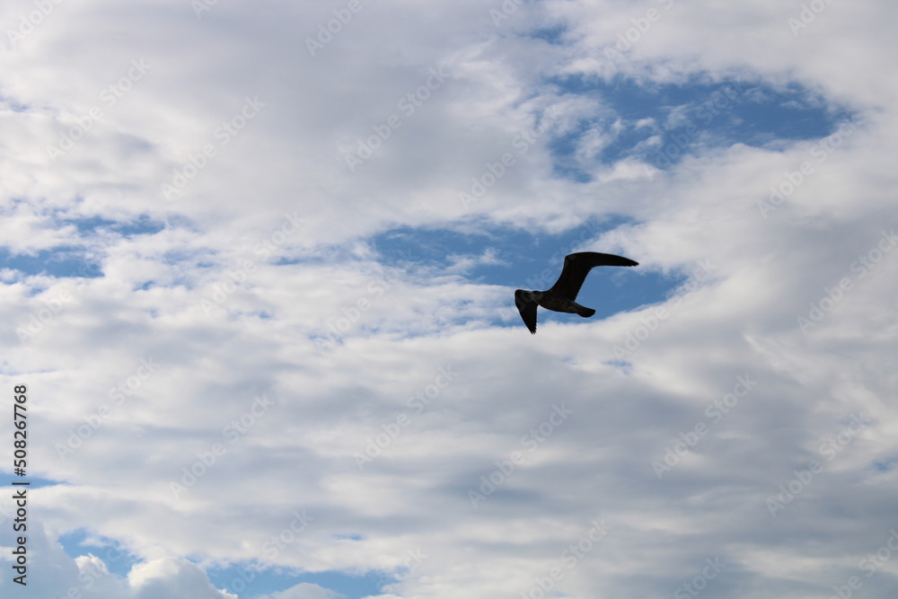 seagull flying in the sky seagull flying in the sky