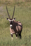 Gemsbok or South African Oryx in the Kgalagadi