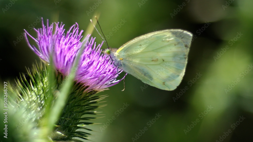 White cabbage butterfly on a Scotch thistle flower in Cotacachi, Ecuador White cabbage butterfly on a Scotch thistle flower in Cotacachi, Ecuador