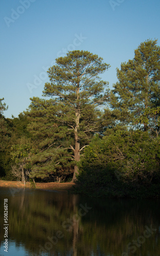 tree on the lake