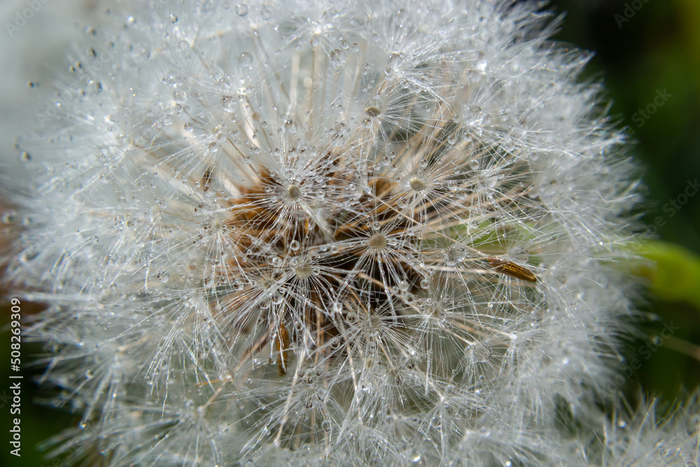 Obraz premium Common dandelion Taraxacum officinale faded flowers looks like snow ball, ripe cypselae fruits