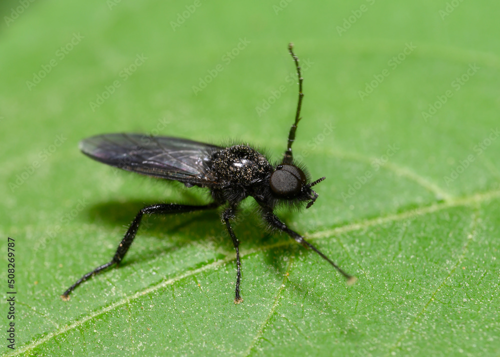 A close-up view of a black fly walking on a tree leaf A close-up view of a black fly walking on a tree leaf