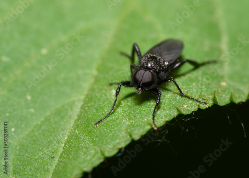 A close-up view of a black fly sitting on a tree leaf
