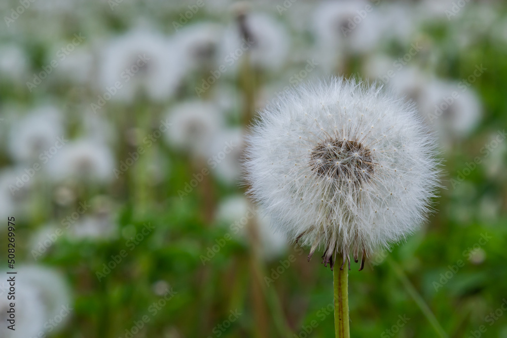 Common dandelion Taraxacum officinale faded flowers looks like snow ball, ripe cypselae fruits Common dandelion Taraxacum officinale faded flowers looks like snow ball, ripe cypselae fruits