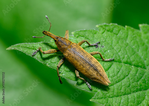 A weevil beetle (lat: Curculionidae) on a tree leaf in the forest