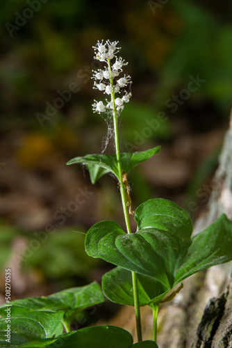 Snakeberry flwer. Scientific name Maianthemum dilatatum. In the spring forest, in the natural environment