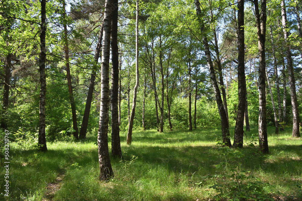 Fototapeta premium Forest park lit by bright summer sun. Trees, bushes and light blue sky. Fresh and clean forest air