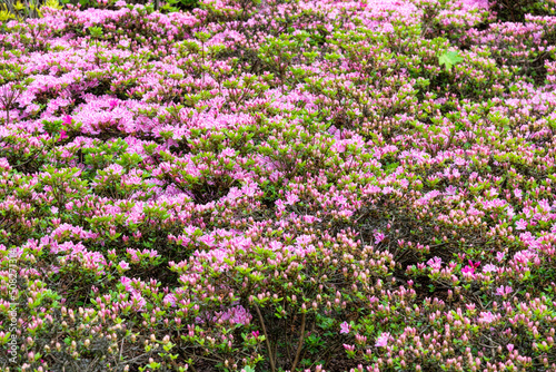 Pink rhododendron flowers in spring park