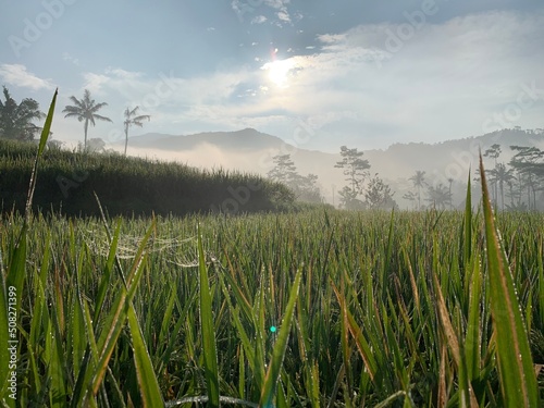 foggy ricefield in the morning