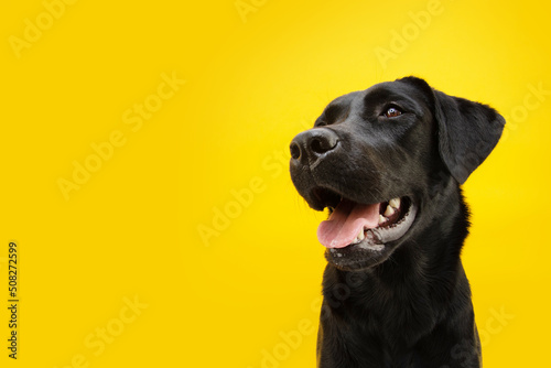 Portrait happy black labrador retriever looking away. Isolated on yellow background photo