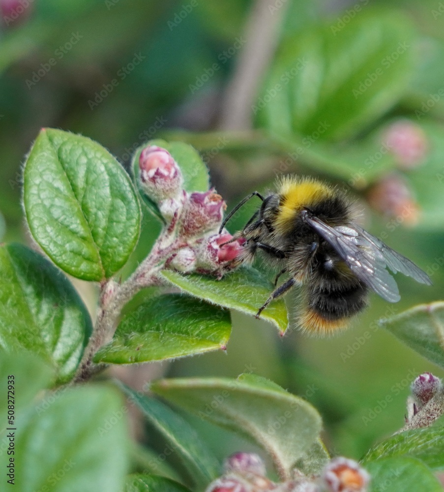 bumblebee on a flower bumblebee on a flower