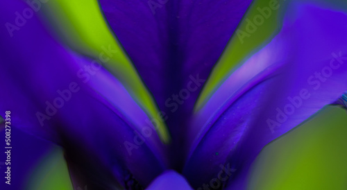 Siberian Iris Macro Abstract