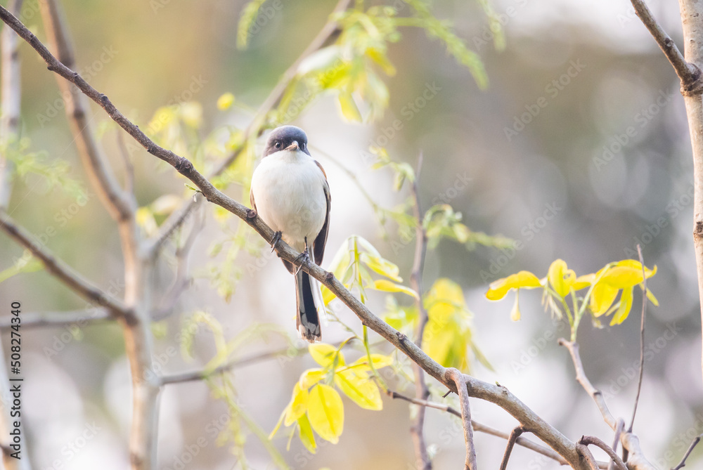 Brown shrike ( Lanius cristatus ), Little bird perching on the branch.