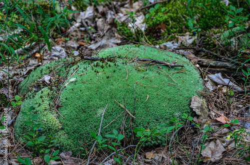 Pincushion moss Leucobryum glaucum grows at the rocks. photo