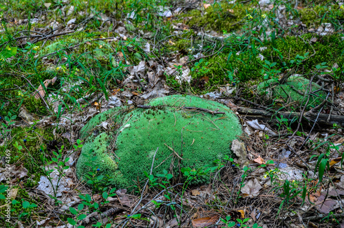 Pincushion moss Leucobryum glaucum grows at the rocks. photo