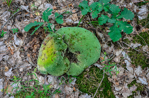 Pincushion moss Leucobryum glaucum grows at the rocks. photo