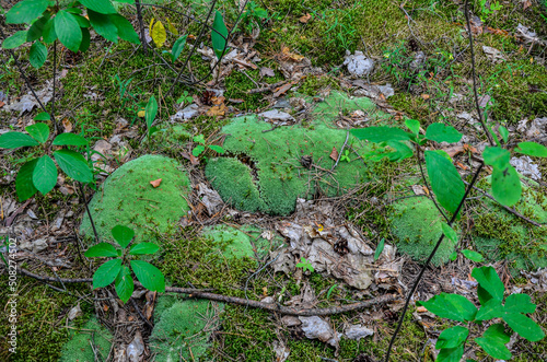 Pincushion moss Leucobryum glaucum grows at the rocks. photo