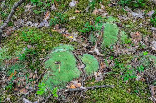 Pincushion moss Leucobryum glaucum grows at the rocks.