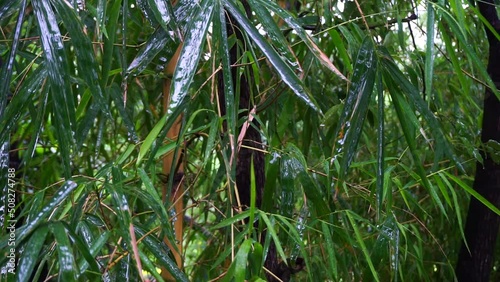 Wet Bamboo Leaves. Bambusa tulda, or Indian timber bamboo during monsoon in India. photo