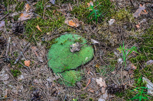 Pincushion moss Leucobryum glaucum grows at the rocks. photo