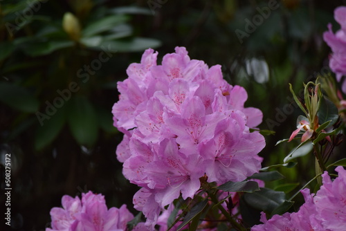 Irland_Rhododendren