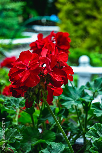 Beautiful blooming red pelargonium in the garden. Red geranium flowers in the summer botanical garden. selective focus.