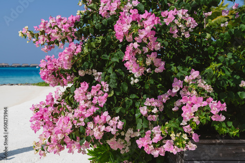 Bushes with pink flowers on the Maldives.
