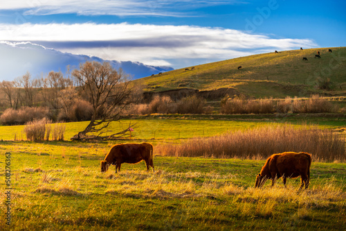 cattle grazing on a rural farm in Montana photo
