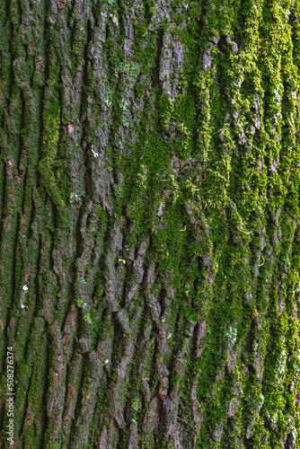 Embossed texture of tree bark with green moss and lichen.