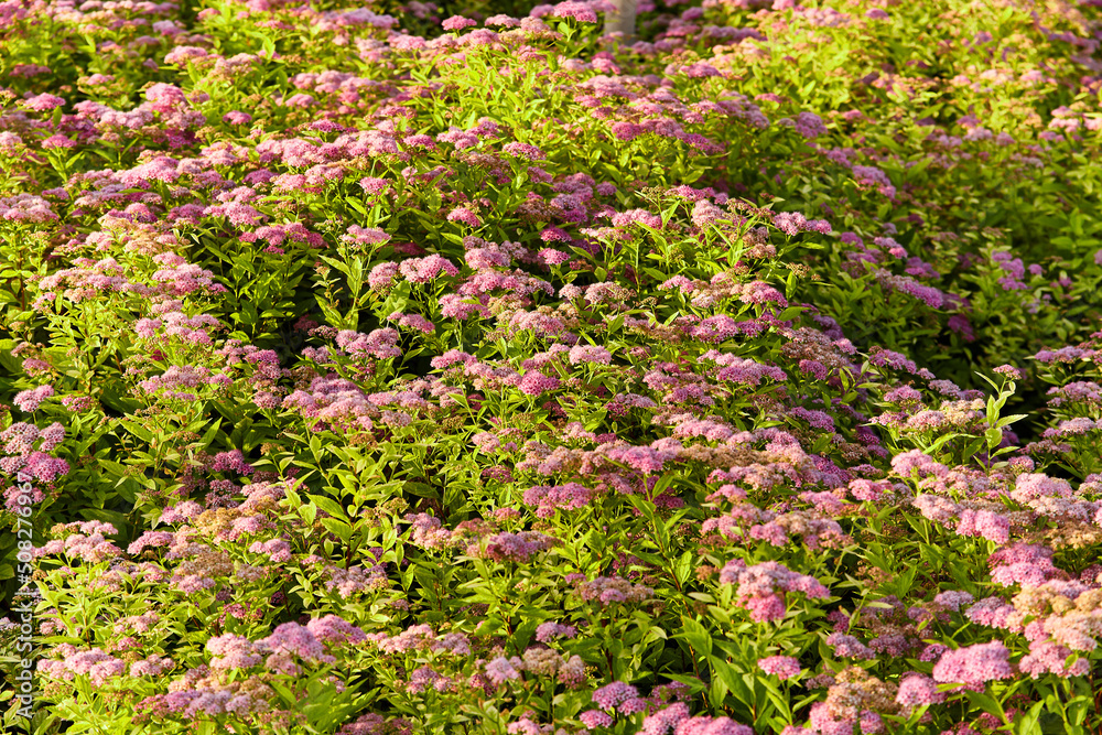 Bush of many pink and purple wildflowers Spiraea japonica meadowsweet at dawn with green leaves in warm sunrise light, macro photo, selective focus