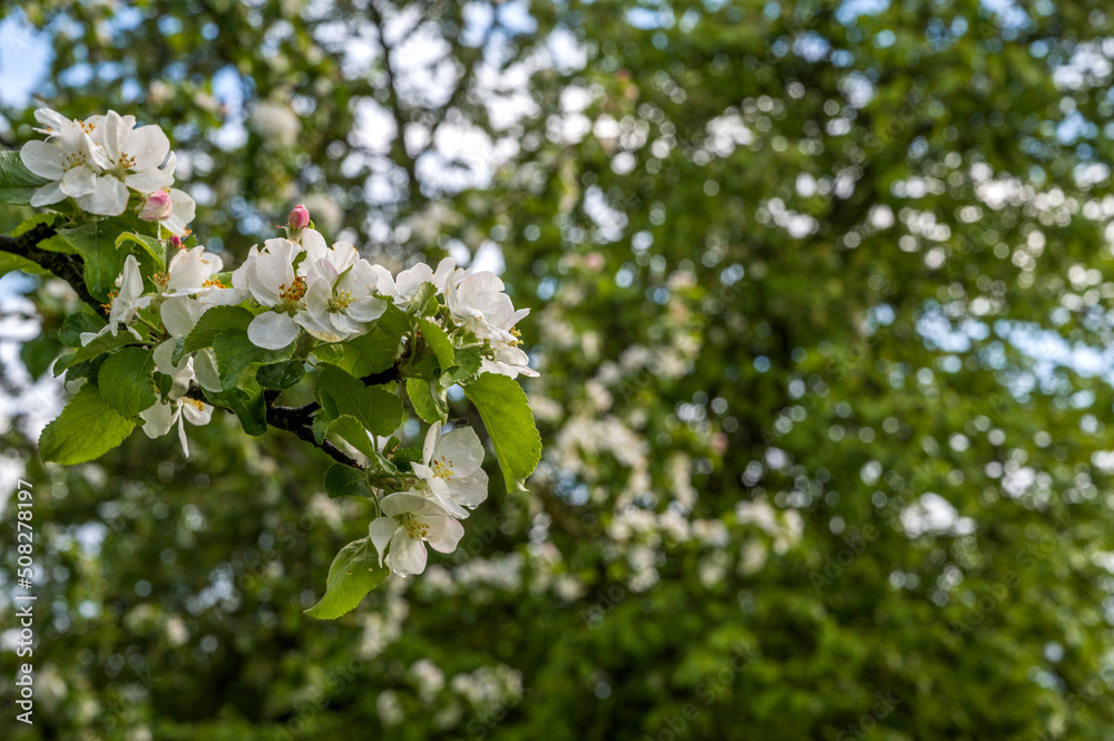 Closeup of a blooming tree.Springtime banner with place for text Closeup of a blooming tree.Springtime banner with place for text