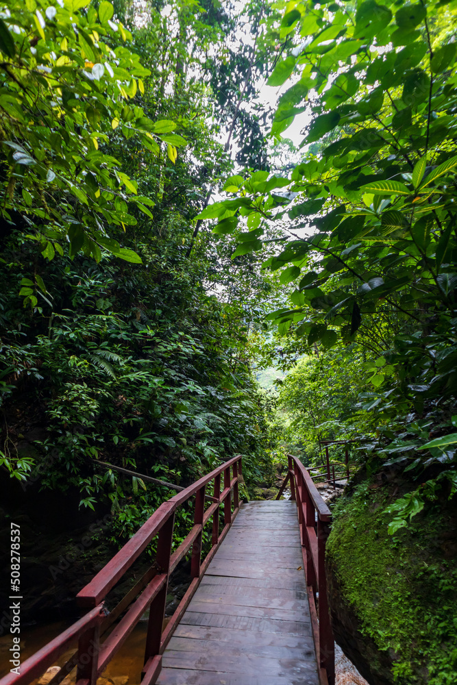 Crossing an old wooden bridge in a Peruvian Amazon National Reserve. Crossing an old wooden bridge in a Peruvian Amazon National Reserve.