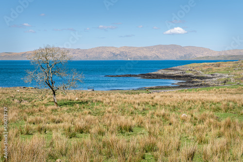 A lone tree in front of Barr-nam boc bay on the Island of Kerrera  Argyll and Bute  Scotland