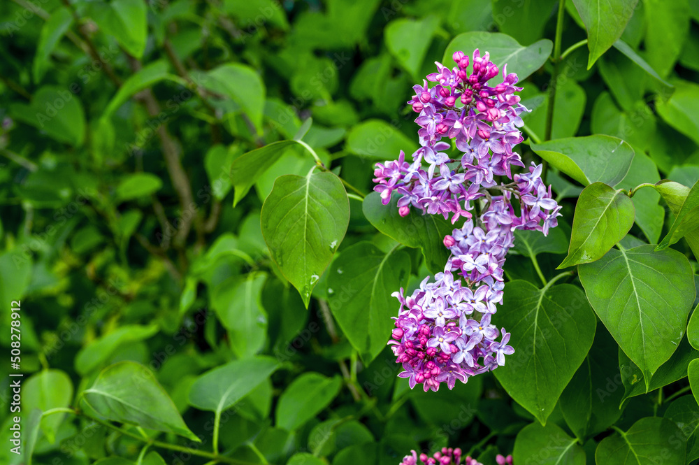 Closeup of lilac flowers. Spring banner with place for text. Nature concept Closeup of lilac flowers. Spring banner with place for text. Nature concept