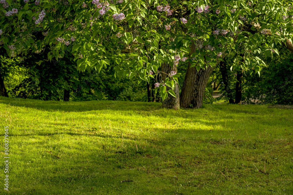 Blur park garden tree in nature background, blurry green bokeh light outdoor in Blur park garden tree in nature background, blurry green bokeh light outdoor in